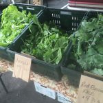 Greensat the farmers market rate of Tokyo Bekana, arugula and Kale L to R