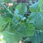Army worms and damage on the peas