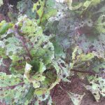 Armyworm damage in the beets