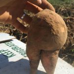 Sweet potato with legs reminds me of an ancient fertility goddess sculpter, hmmm