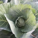Cabbage beginning to head up