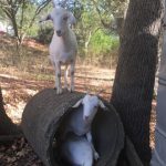 Goats are playful critters,1 pipe 3 goats 2 inside and 1 on top of the pipe
