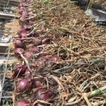 Onions curing in the greenhouse