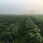 Heavy fog on July 4th,in the okra part of the field