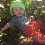 Cooper layoing in the sweet potato vines