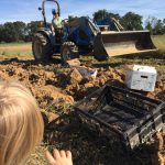 Jo using the sub soiler to break open the ground to harvest sweet potatoes