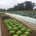 Uncovering a bed of head lettuces