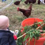 Laying hen checking out Cooper and his bucket of greens