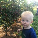 Cooper learning to pick blackberries
