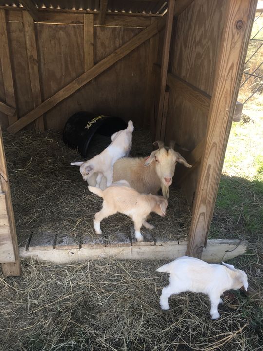 Baby goats climbing on their mom