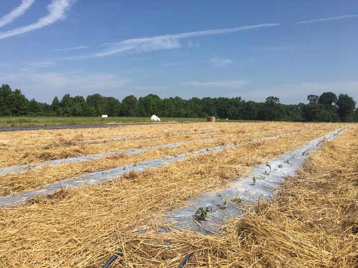 Sweet Potatoes Planted