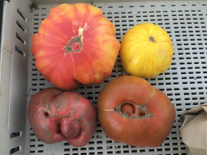 Bottom view of ripe heirloom tomatoes starting clockwise Starting top left Stripped German, Pork Chop, Paul Robeson and Pink Berkeley Tie Die