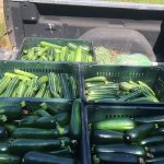 Truck bed fullof zucchini