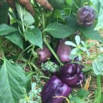 Purple bell peppers on the plant