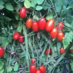 Juliet tomatoes on the vine ready to pick