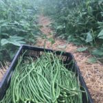 Harvesting long beans