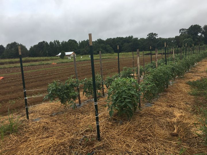 Fall tomatoes in the foreground, then fall crops then in the backour house