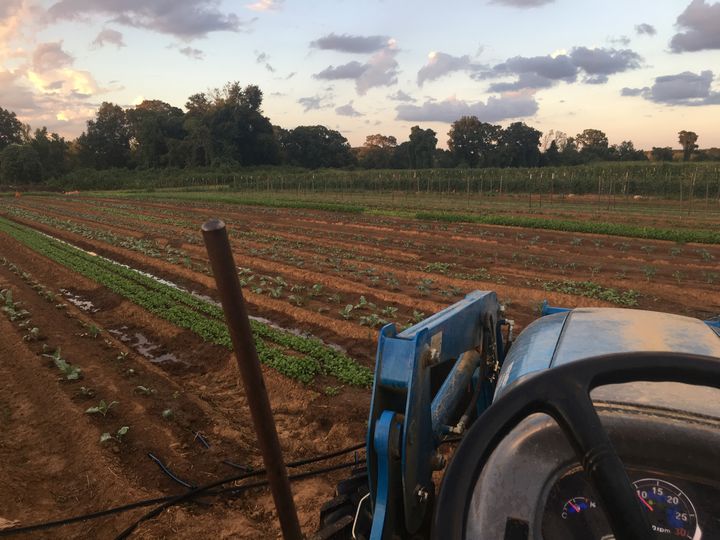 View of some of the fall crops