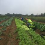 Patrick and Will (foreground) harvesting greens for the CSA