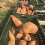 Sweet potatoes! These are just the begining of the harvest