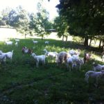 Kiko goats, we commited to buyimg six