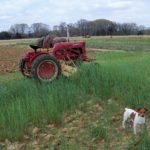 Mowing the cover crop