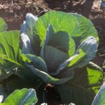 The cabbage is growing!