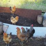 Chickens love compost