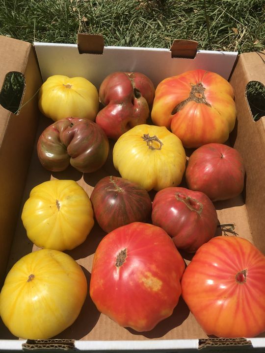 Assorted heirloom tomatoes