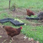 Chickens helping plant lettuce