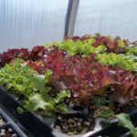 Lettuces ready to transplant