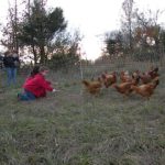 Kids feeding chickens. Farm party pic thanks Mary.