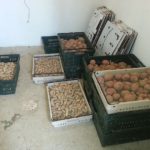 Just some of the potatoes harvested during our Big Dig Party