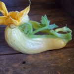 squash can be so interesting