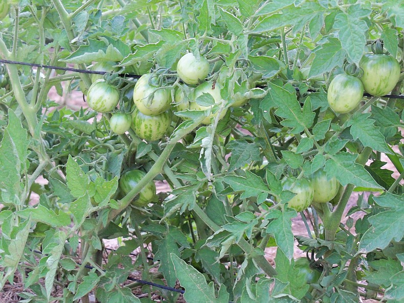 Tomatoes ripening in the field