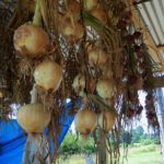 Red Creole onions, yellow sweet onions and garlic hanging to dry