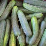 Freshly picked Market More cucumbers