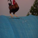 Our Danish Leghorn rooster