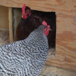 Hens cdhecking out the new boxes. View from the inside of the coop