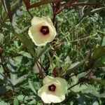 Beautiful Okra flowers on the burgandy Okra