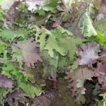 Delicious Red Russian Kale