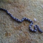 The snake we found in the old carpet