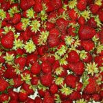 Tasty TCF strawberries